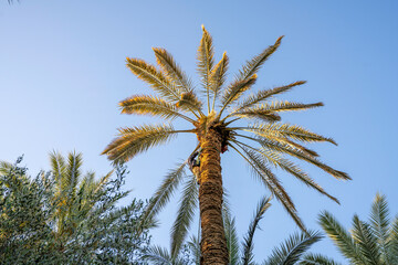 At the Palm's Summit: Working Between Sky and Fronds
