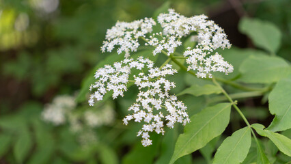white blossom