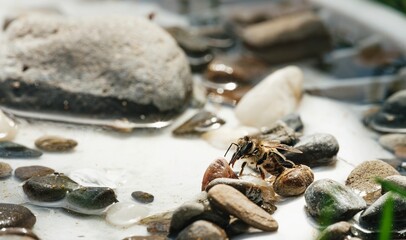 A honeybee drinks from a small pool of water, surrounded by rocks and stones. The insect is perched...