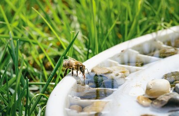 During a bright Summer day, a honey bee drinks from a shallow pool of water with stones. Blades of green grass surround the pool, creating a natural oasis for the hardworking insect