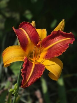 One large bicolor flower of the daylily "Frans Hals"