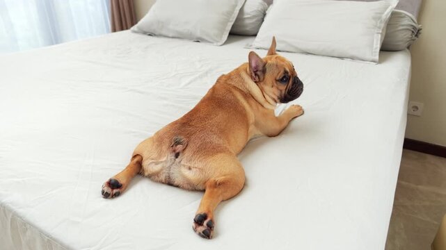 Funny French Bulldog in comical pose lies on her stomach with rear paws stretched out behind, splooting on bed, glancing back over her shoulder with mildly disapproving look