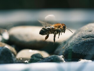 A honeybee is suspended mid-air, wings subtly blurred, seeking a drink of water near smooth rocks, basking in the sunlight's golden glow at a garden oasis