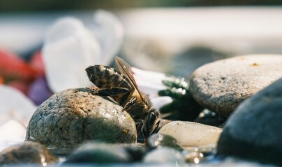 In the warm light of dusk, a bee rests upon pebbles in a garden, perhaps tired after a long day of foraging among the colorful flowers. It appears to be drinking water
