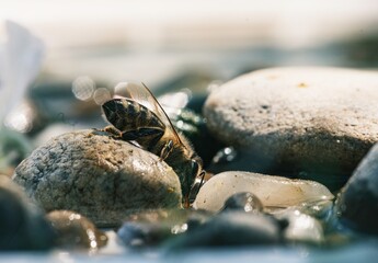 Captured during a sunny afternoon, a bee rests on a stone near the river's edge. It dips its head to drink, amidst the cool, wet pebbles. Water glistens on its wings