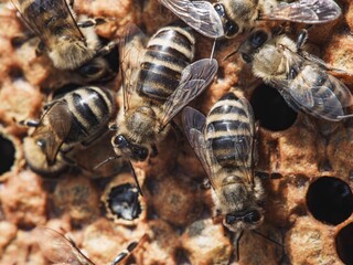 A cluster of honeybees are shown working diligently around their honeycomb cells. They are building, cleaning, and caring for the next generation in their hive