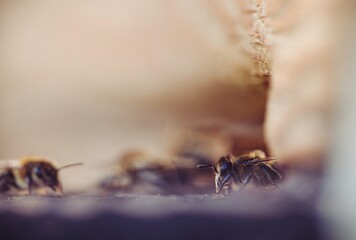 Inside the hive, worker bees bustle around on a surface, some blurred in the background, while one...