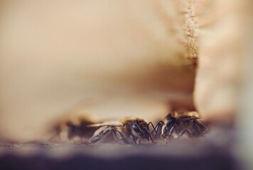 A close-up view shows several Apis mellifera, European honeybees, at the opening of their hive. It is a sunny summer day, and the bees are collecting pollen to bring back to their colony
