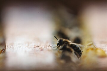 A diligent worker bee explores the interior of the hive. It navigates the surface, seemingly evaluating the state of the honeycomb cells during a golden afternoon