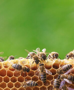Bees swarm over hexagonal cells. They are diligently building and maintaining their honeycomb against a vibrant green backdrop. The air is thick with the energy of their colony