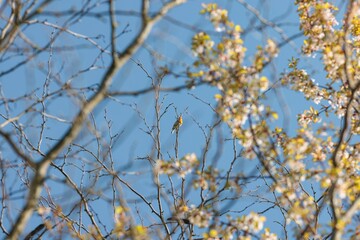 A small robin sits perched upon a bare branch amidst blooming tree limbs. It enjoys the sunlight against a bright blue sky, heralding the start of spring