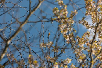 A small Robin sits perched delicately on a bare branch among blossoms of a tree. The bird faces the left of the frame, while the blue sky peaks through the floral display
