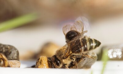 Captured in the soft light of midday, a Honeybee clings to a small stone, deeply engrossed in...