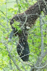 A rare curly haired mangalica pig is seemingly stuck precariously amongst the thin, green branches of a tree. It appears the ungulate has somehow climbed high into the tree