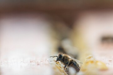 A single bee diligently works on a honeycomb, its fuzzy body poised as it gathers nectar. The delicate structure of the comb is visible, bathed in warm, diffused light during daylight