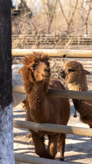 Obraz premium camel in the zoo