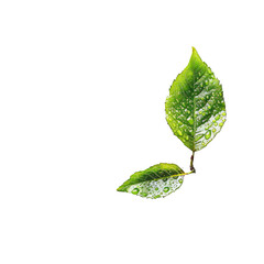 Obraz premium Two vibrant green leaves, covered in droplets, set against a black background