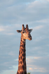 Giraffe portrait on a blue sky in botswana