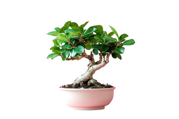 Small green leafy bonsai tree in a light pink pot isolated on a transparent background