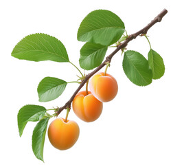 Close up of three ripe apricots on a branch with green leaves against a transparent background