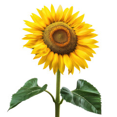 Obraz premium Vibrant sunflower against black background