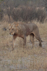 Young lion crossing a road in botswana