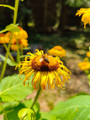 A bee is sitting on a yellow flower