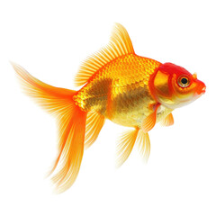 Profile view of a goldfish