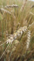 Fototapeta premium Golden wheat field with one ear in focus at sunset