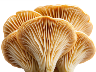   close up of a mushroom gills fungus edible isolated on white background PNG, AI GENERATED