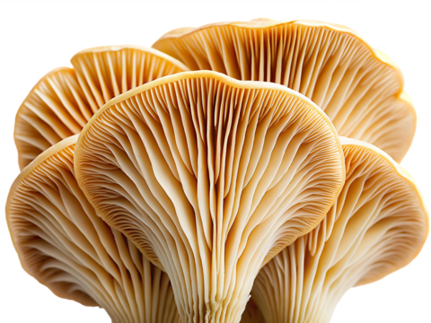   close up of a mushroom gills fungus edible isolated on white background PNG, AI GENERATED