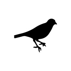 Obraz premium A small bird standing on its legs silhouette