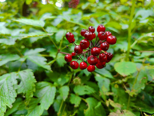 A bunch of red berries on a plant with green leaves