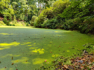 A pond filled with green algae in the middle of a forest