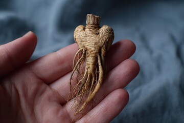 Dried ginseng root held in hand