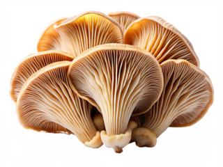   close up of a mushroom gills fungus edible isolated on white background PNG, AI GENERATED