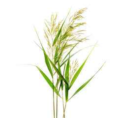 Close-up of a grass flower cluster