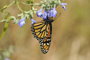 Monarch Butterfly  Flowers in sunshine