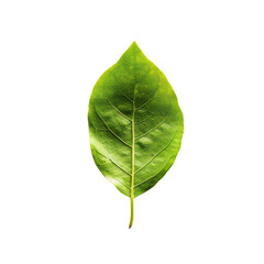 Fototapeta premium Close-up of a single green leaf