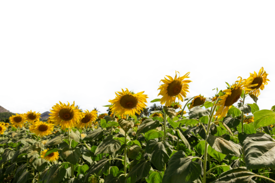 Sunflower field on white background with copy space for your text.