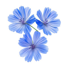 Beautiful blue flowers arranged in an artistic display showcasing their delicate petals and intricate details during daylight