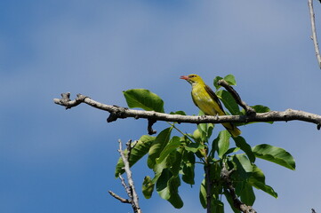 Eurasian golden oriole