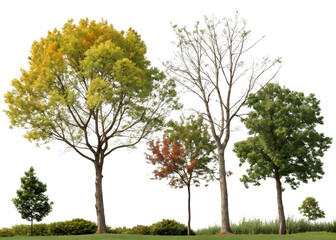 Obraz premium Oak tree isolated on white background