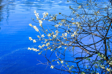 étang de la gruère, la gruère, See, Moorsee, Moor, Weiher, Hochmoor, Wanderweg, Wasserpflanzen, Wald, Waldweg, Wasserpflanzen, Torfmoos, Jura, Naturschutz, Frühling, Sommer, Schweiz