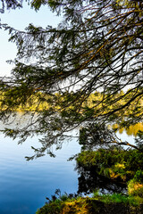 étang de la gruère, la gruère, See, Moorsee, Moor, Weiher, Hochmoor, Wanderweg, Wasserpflanzen, Wald, Waldweg, Wasserpflanzen, Torfmoos, Jura, Naturschutz, Frühling, Sommer, Schweiz
