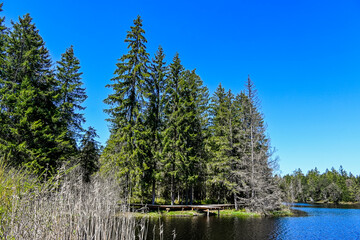 étang de la gruère, la gruère, See, Moorsee, Moor, Weiher, Hochmoor, Wanderweg, Holzsteg, Wasserpflanzen, Wald, Waldweg, Wasserpflanzen, Torfmoos, Jura, Naturschutz, Frühling, Sommer, Schweiz