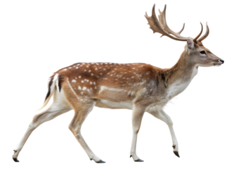 Fallow deer isolated on transparent background