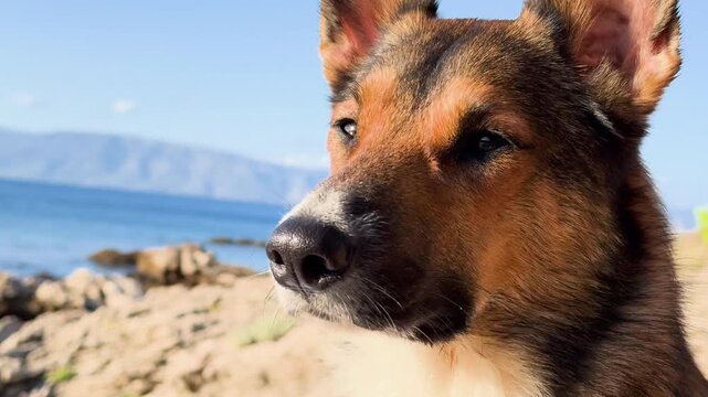 CLOSE UP, PORTRAIT, DOF: Expressive and focused face of a cute brown dog sniffing something in the distance as he sits on a sunny rocky shore of Hvar island with blue Adriatic Sea in the background.