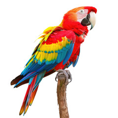 Fototapeta premium Vibrant parrot perched on a branch