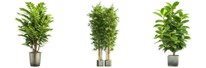 Three decorative potted plants with lush green foliage in modern containers.